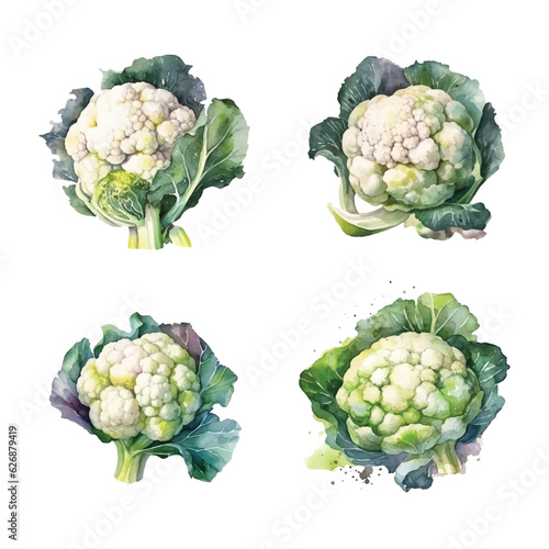 Cauliflower Cabbage watercolor paint