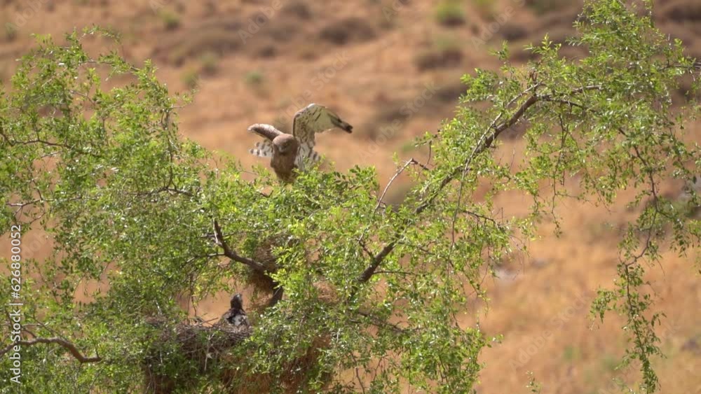 short-toed snake eagle (Circaetus gallicus) Standing on a on Jujube tree Above his nest short-toed snake eagle (Circaetus gallicus) Standing on a on Jujube tree Above his nest