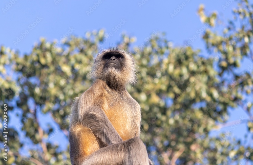 Fototapeta premium Rhesus Macaque or Indian Monkey Looking Around with Copy Space