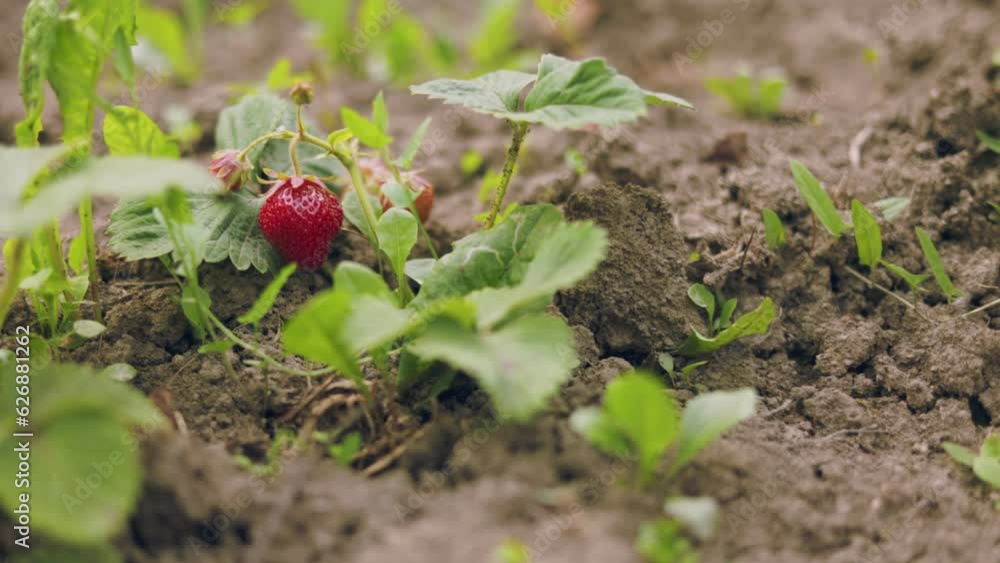 strawberries in the vegetable garden close-up strawberries in the vegetable garden close-up