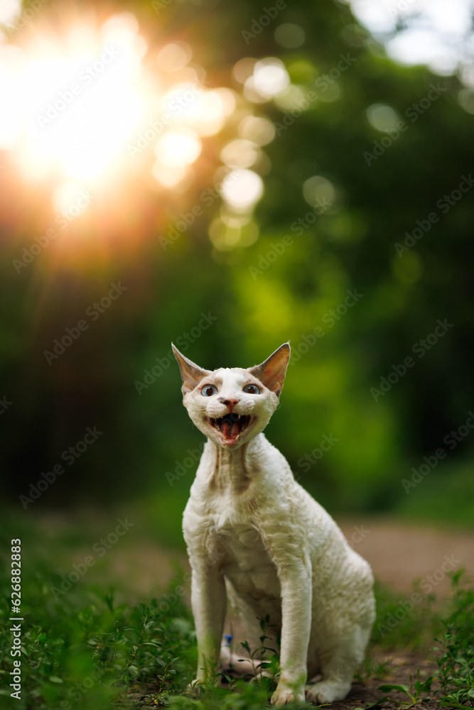 A funny snow-white kitty and his forest quest A funny snow-white kitty and his forest quest