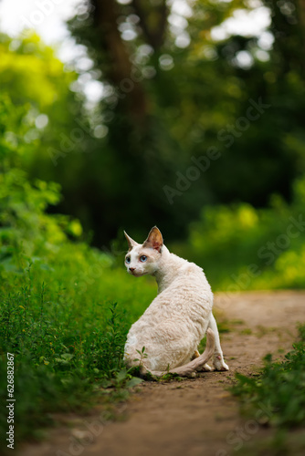 A cute white kitten and his adventures in a forest grove