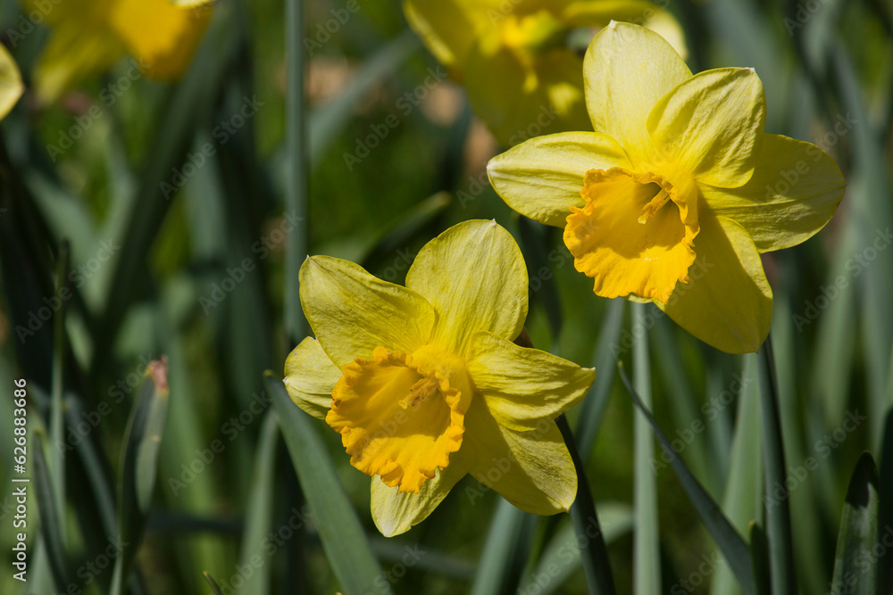 yellow daffodils close-up. Flowers in the garden among the grass. yellow daffodils close-up. Flowers in the garden among the grass.