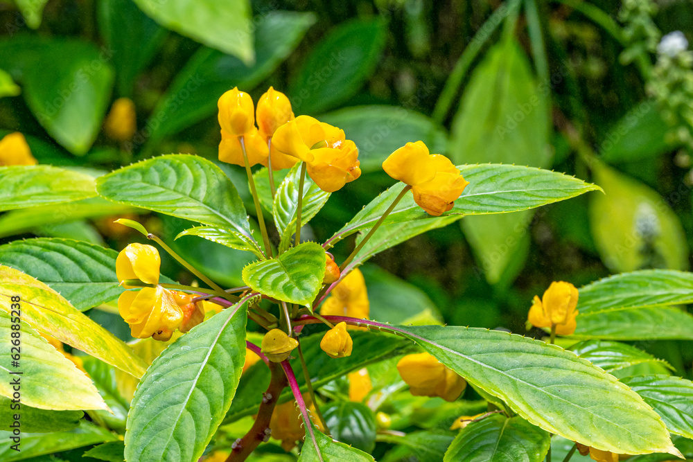 Lycaste aromatica, common name the sweet scented lycaste, is a species of flowering plant in the genus Lycaste of the family Orchidaceae.