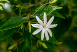 Angelwing jasmine (Jasminum nitidum). Called Shining jasmine, Confederate jasmine and Star jasmine also.
