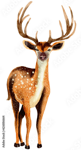 Fototapeta Naklejka Na Ścianę i Meble -  Deer watercolor,wild animal