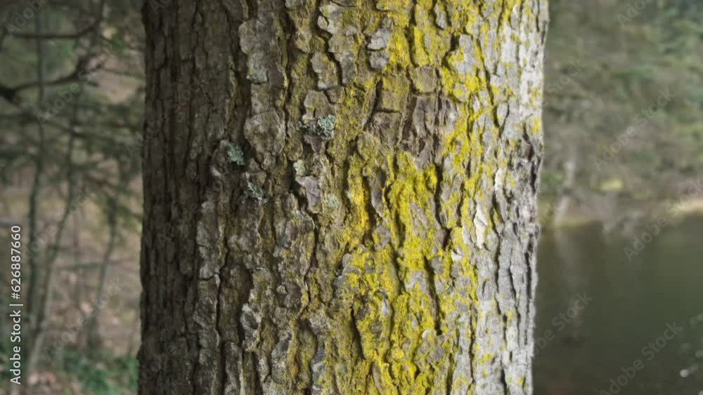 Gorgeous Details On The Tree Body, Trees Which Have Amazing Textures Near The Lake, The Copse Where Have Glorious Atmosphere Among The Trees Which Have Wonderful Textures Gorgeous Details On The Tree Body, Trees Which Have Amazing Textures Near The Lake, The Copse Where Have Glorious Atmosphere Among The Trees Which Have Wonderful Textures