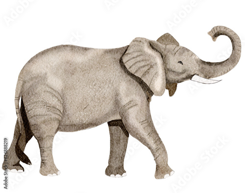 Elephant watercolor,wild animals © jenjira