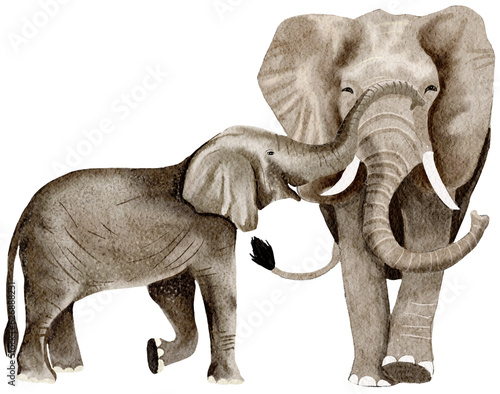 Elephant watercolor wild animals
