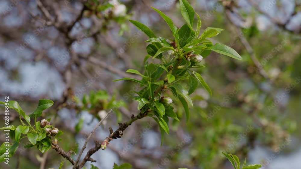 Close-up green leaves and closed bud on tree branch in park. Closeup flowers on bush in garden outdoors Close-up green leaves and closed bud on tree branch in park. Closeup flowers on bush in garden outdoors