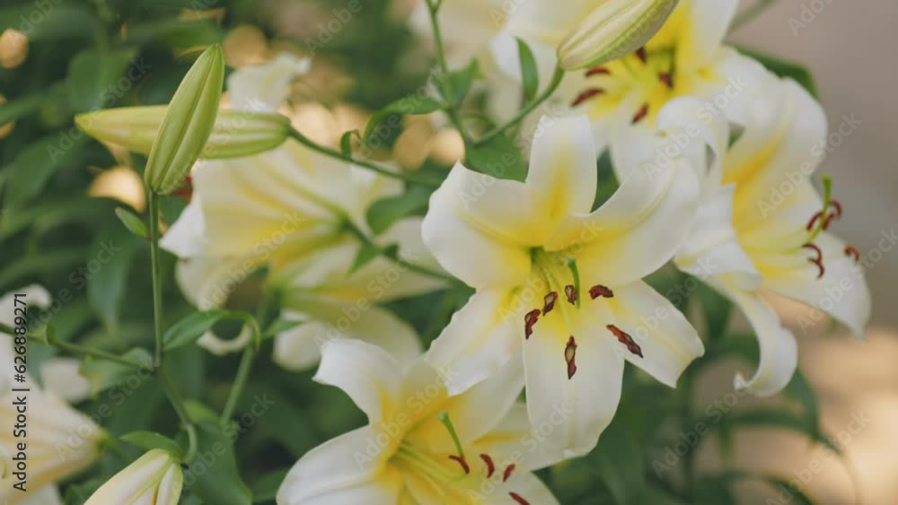 Yellow lilies close up in nature Yellow lilies close up in nature