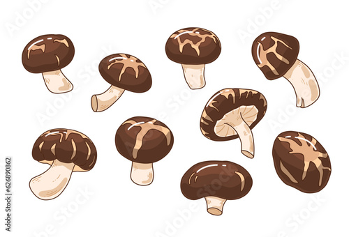 Shiitake mushrooms collection. Organic edible food for vegan, vegetarian. Asian cuisine gourmet. Fresh raw fungi vector illustration. Chinese, japanese alternative protein. Tasty ingredient for diet