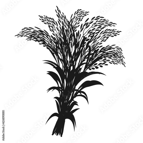 Silhouette of bunch of rice plant. Panicle of cereal crop. Bundle of ears