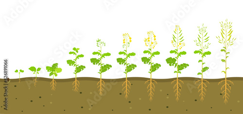 Growth cycle of rapeseed in soil. Phases of development of root system of plants. Vector illustration of growing seedlings