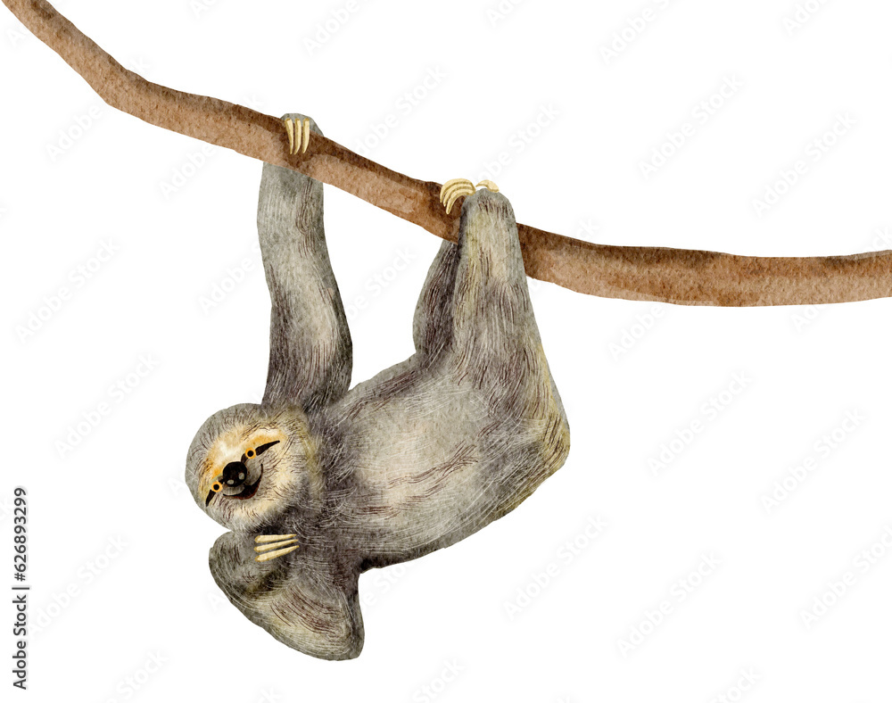 Fototapeta premium Sloth watercolor painting