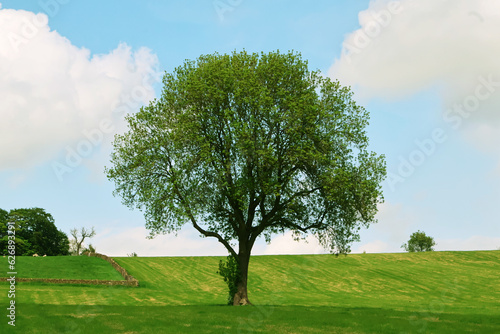 Tree in the Countryside