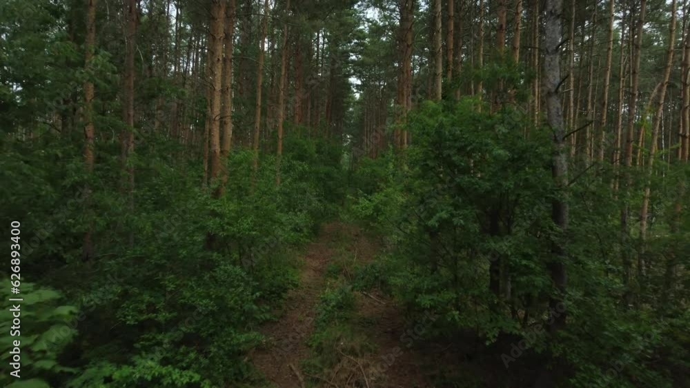 forest path from a bird's perspective forest path from a bird's perspective