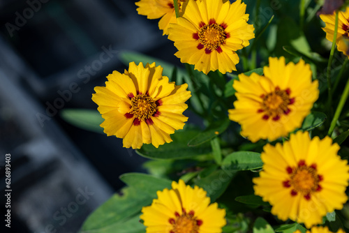 Coreopsis lanceolata flowers. Close up on the yellow flowers of this plant. It's also known as lanceleaf coreopsis, lanceleaf tickseed or sand coreopsis This cultivar is called “Walter