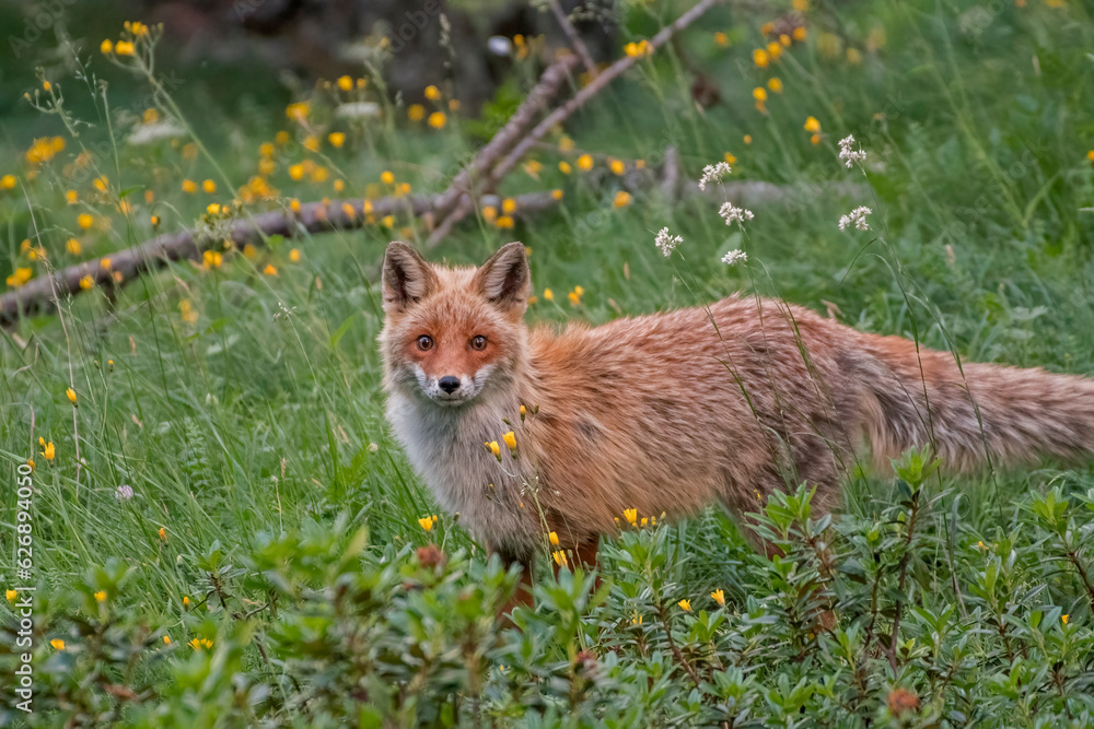 Wild Red fox (Vulpes vulpes) looking for preys in a
rhododendrons forest, Italian Alps Mountains, Piedmont.