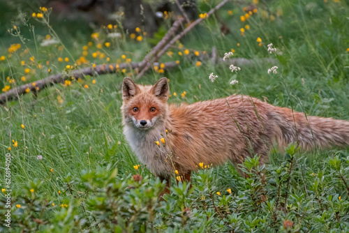 Obraz na płótnie Wild Red fox (Vulpes vulpes) looking for preys in a
rhododendrons forest, Italian Alps Mountains, Piedmont. w salonie