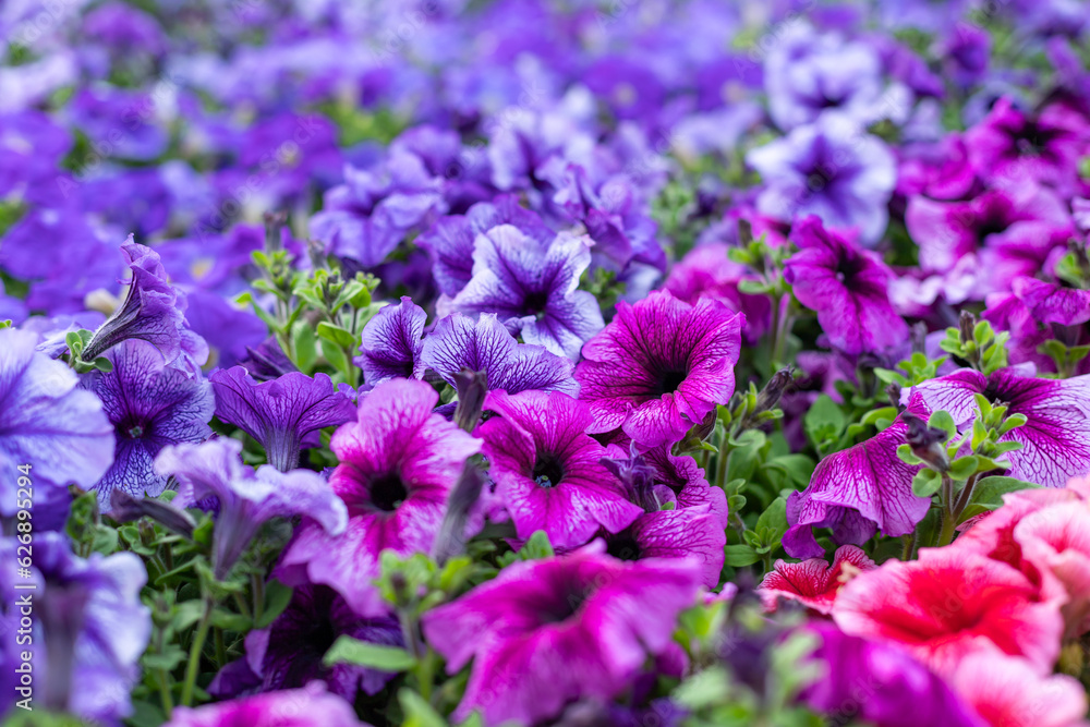 Obraz premium Various petunias in the greenhouse. Flower bed with petunias. Close-up.