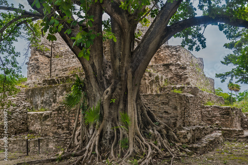 A tree growing out of the ruins of a temple in the El Meco Mayan Archaeological site near Cancún