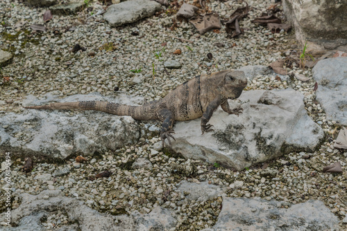 An iguana in the El Meco Mayan Archaeological site near Cancún