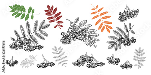 .Hand drawn collection of various branches of mountain ash with leaves and berries. Black and white drawings.  Vintage style. photo