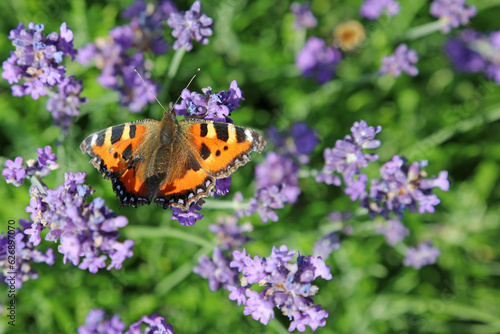 Macro image of a Small Tortoiseshell Butterfly perched on Lavender, Derbyshire England  © Judith