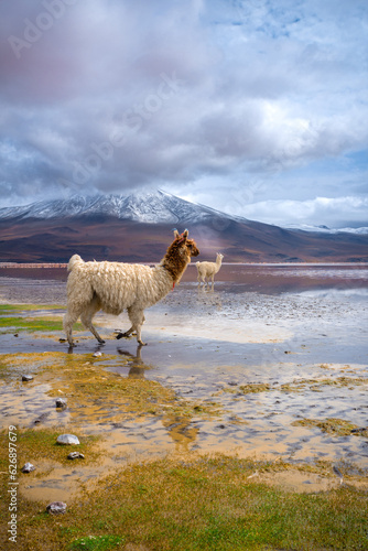 Animal life in Bolivia - Uyuni