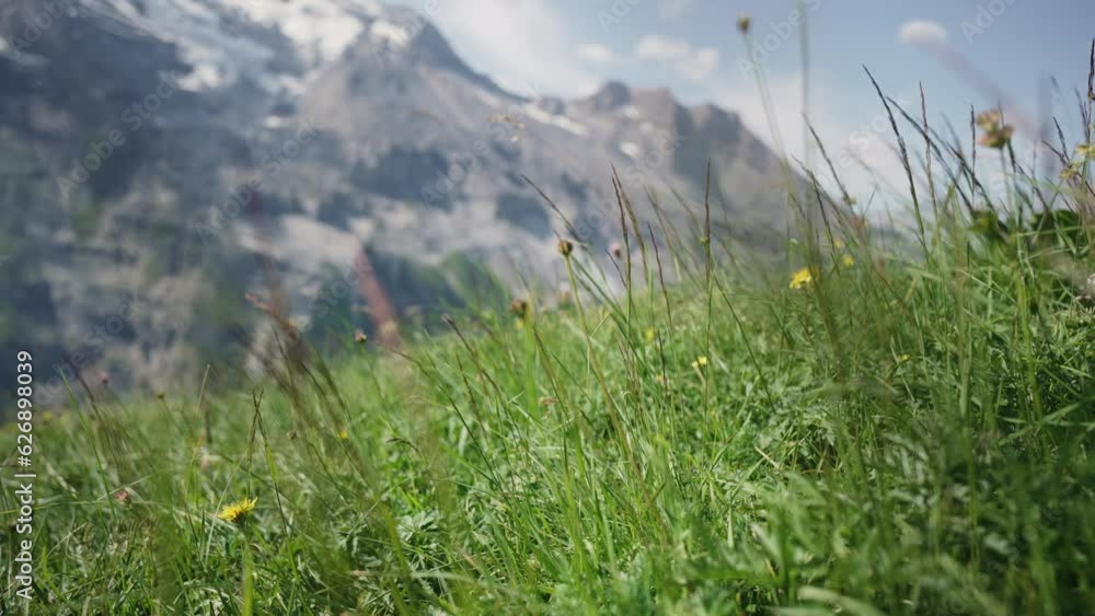 Detail of alpine grass and flowers, exploring the Swiss Alps on a sunny day Detail of alpine grass and flowers, exploring the Swiss Alps on a sunny day