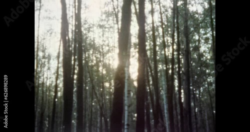 Sunlight shine through summer forest. Beautiful forest trees in sun rays. Light break through woods nature. Park landscape in spring morning. 1980s Vintage archival color film. Old retro archive video