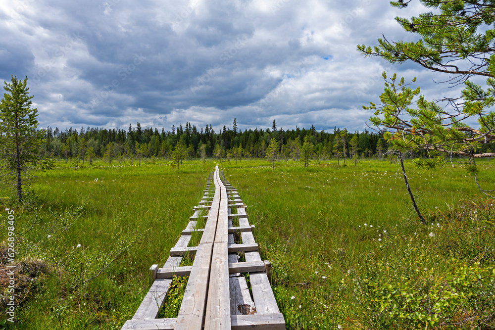 Tranquil Walkway in Northern Sweden's Wild Marshlands Tranquil Walkway in Northern Sweden's Wild Marshlands