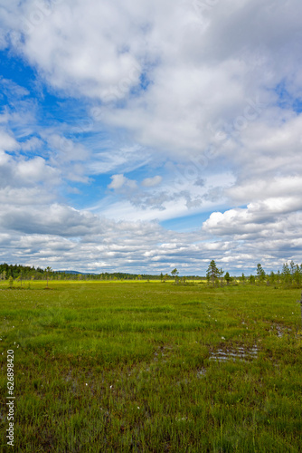 Tranquil Marshland in Northern Sweden