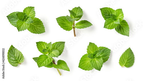 set / collection of fresh green mint leaves, twigs and tips in different positions isolated over a transparent background, cut-out cooking / food, cocktail, tea or essential oil design elements, PNG
