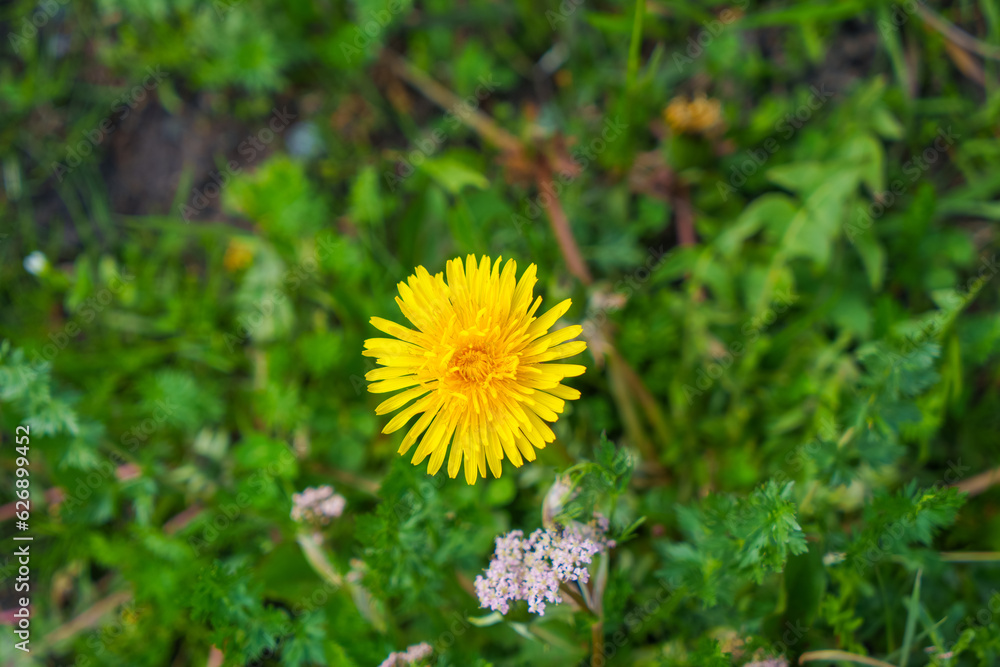 The flower beds on the side of the road are full of small yellow flowers. St. Moritz Retreat: Capturing the Scenic Landscapes of a Swiss Vacation Town. The flower beds on the side of the road are full of small yellow flowers. St. Moritz Retreat: Capturing the Scenic Landscapes of a Swiss Vacation Town.