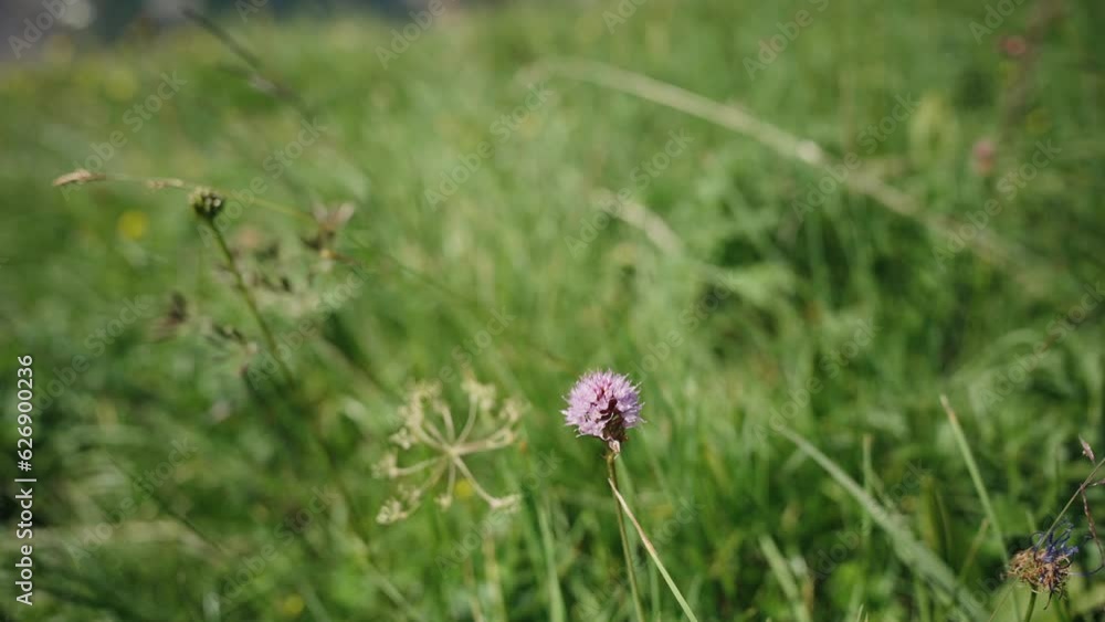Detail of alpine grass and flowers, exploring the Swiss Alps on a sunny day