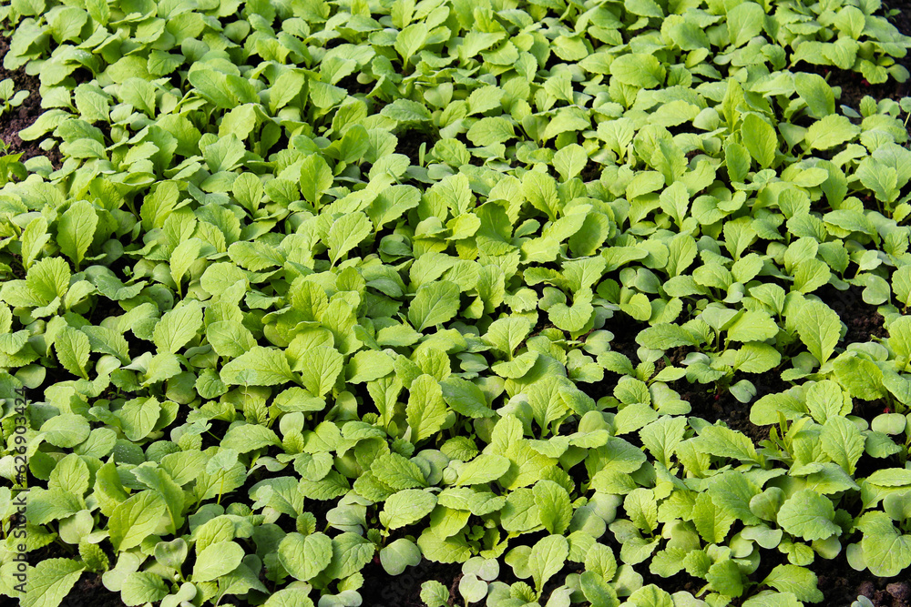 Young radish sprouts growing in the greenhouse. Radish seedlings in the garden. Green leaves of radish plant. Close up. Selective focus. Raphanus sativus Young radish sprouts growing in the greenhouse. Radish seedlings in the garden. Green leaves of radish plant. Close up. Selective focus. Raphanus sativus