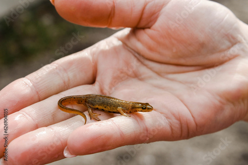 Tableau sur toile Newt ordinary close-up on the human palm. Triturus vulgaris