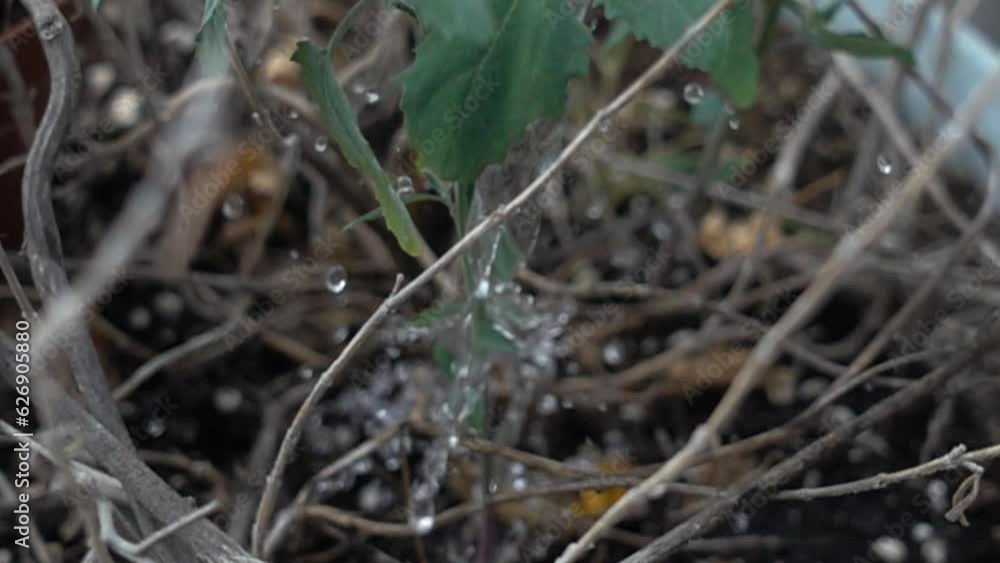 Slow Motion Water Being Poured On Leaf Closeup