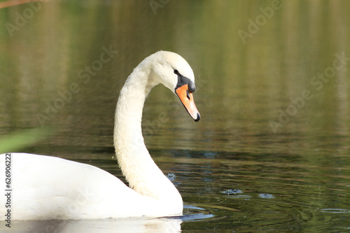 Closeup of side view swan floating on rippled lake