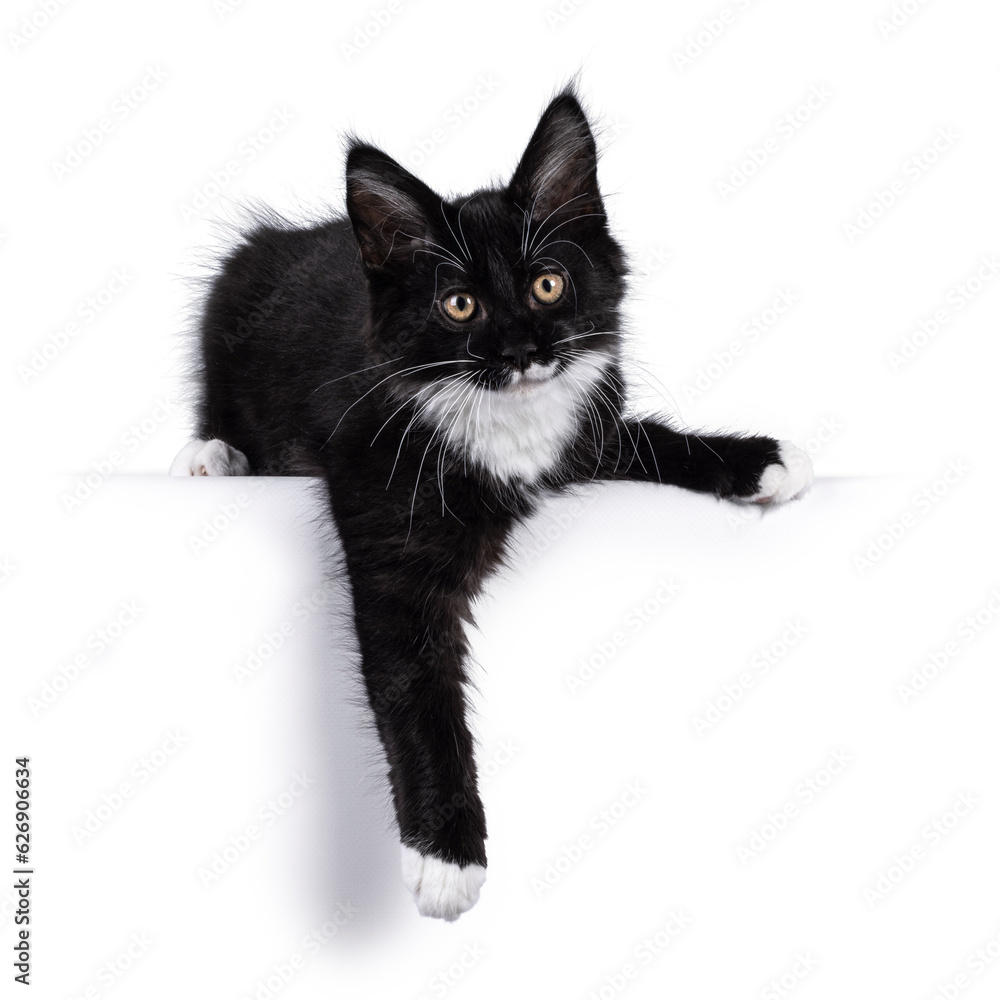 Adorable black with white tuxedo Maine Coon cat kitten, laying down