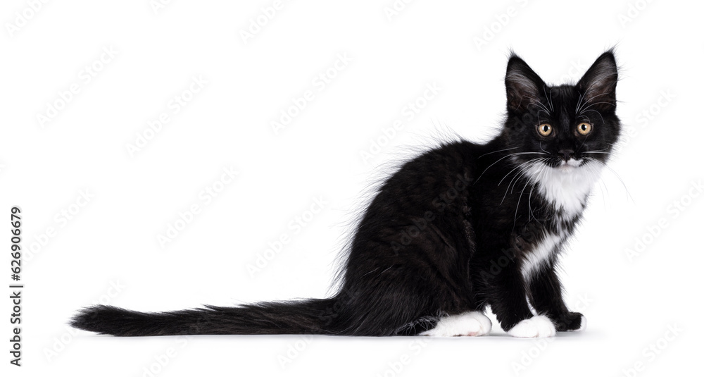 Adorable black with white tuxedo Maine Coon cat kitten, sitting up side ways. Looking towards camera. Isolated on a white background. Adorable black with white tuxedo Maine Coon cat kitten, sitting up side ways. Looking towards camera. Isolated on a white background.