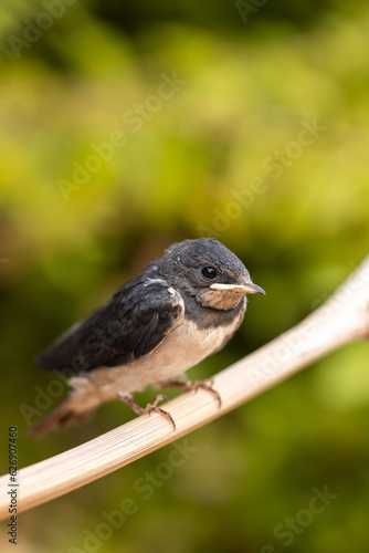 Young Swallow Bird - 6