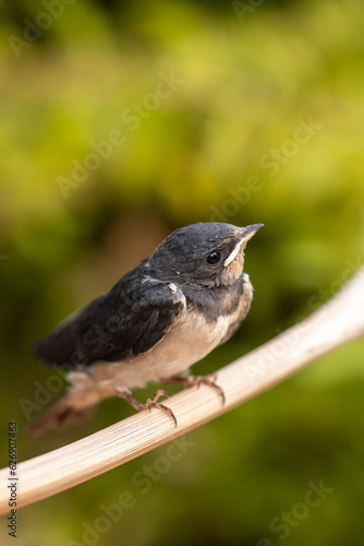 Young Swallow Bird - 7