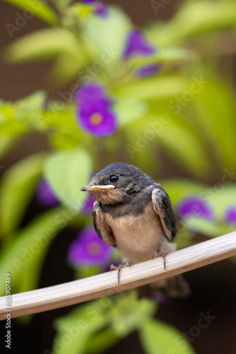 Young Swallow Bird - 2