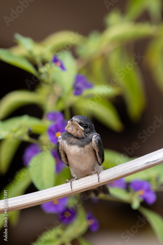 Young Swallow Bird - 1
