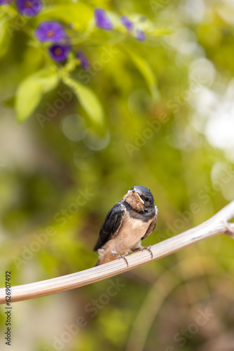 Young Swallow Bird - 3