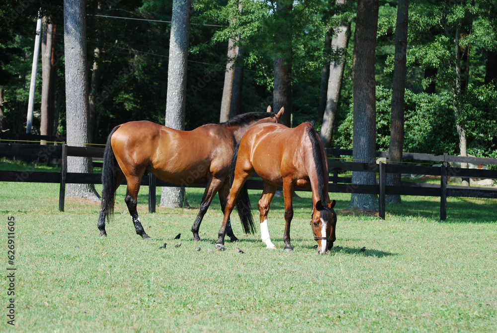 Pair of Bay Horses Grazing in a Field