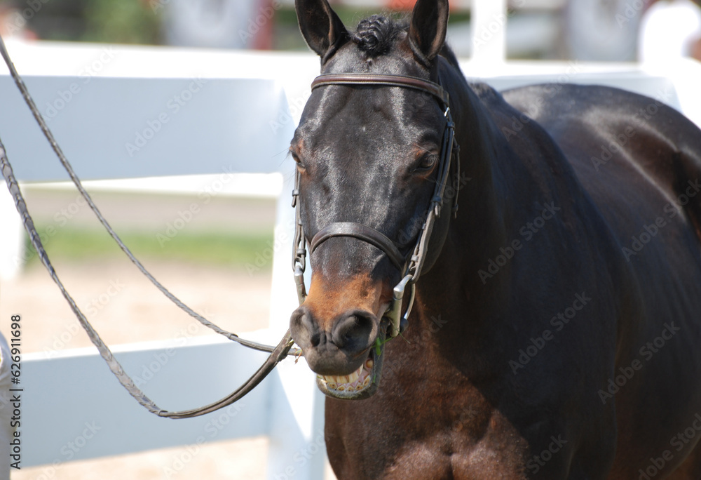 Obraz premium Silly Dark Bay Horse Smiling at a Horse Show